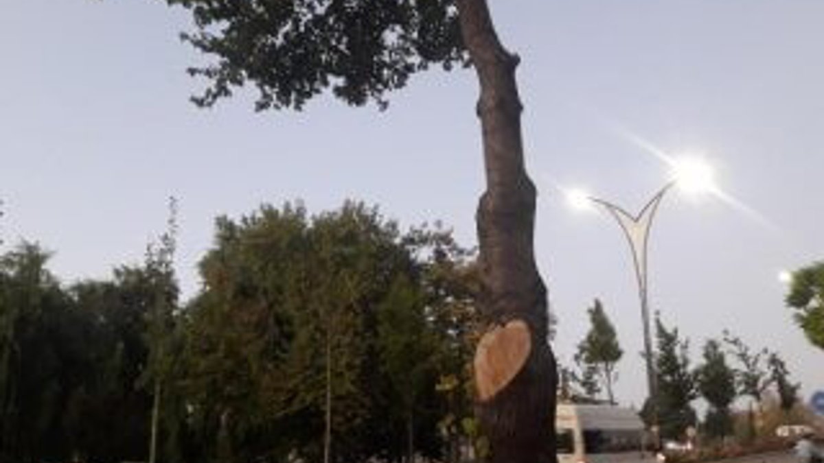 Ağaç kesen esnafa 50 bin TL'lik ceza