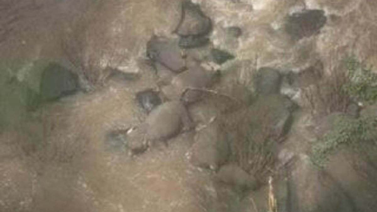 Havuza düşen yavru fili kurtarmaya çalışan 6 fil öldü