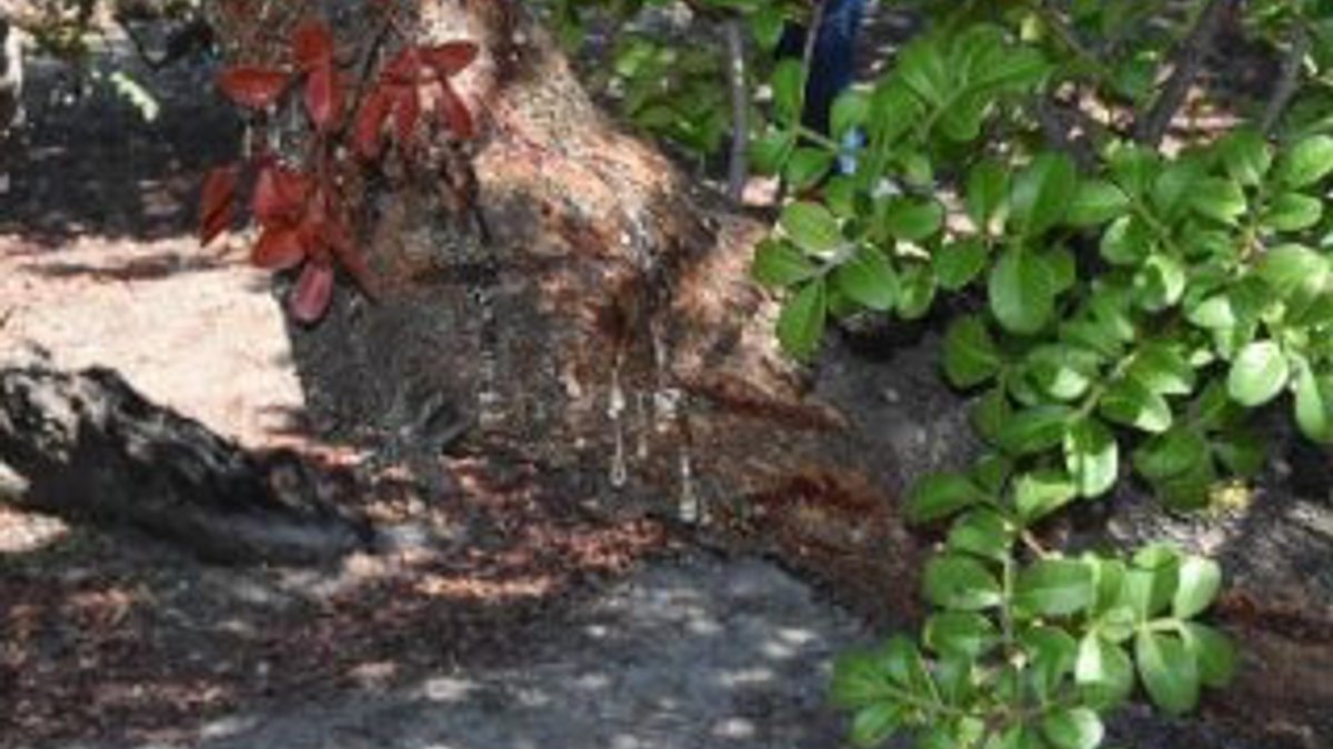 İzmir'de 40 yıl sonra sakız ağacı hasadı: Kilosu 300 euro