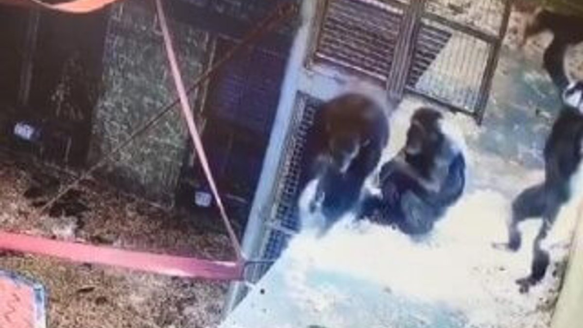 Anne şempanzenin yavrusuyla oyunu
