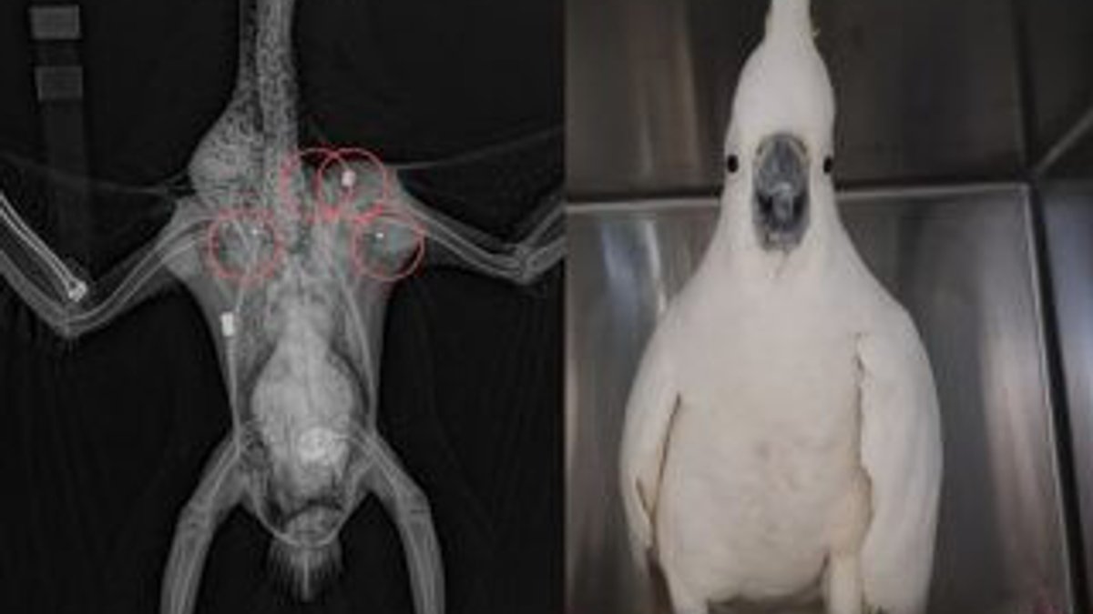 Avustralya'da 5 kez vurulan papağan hayata tutundu