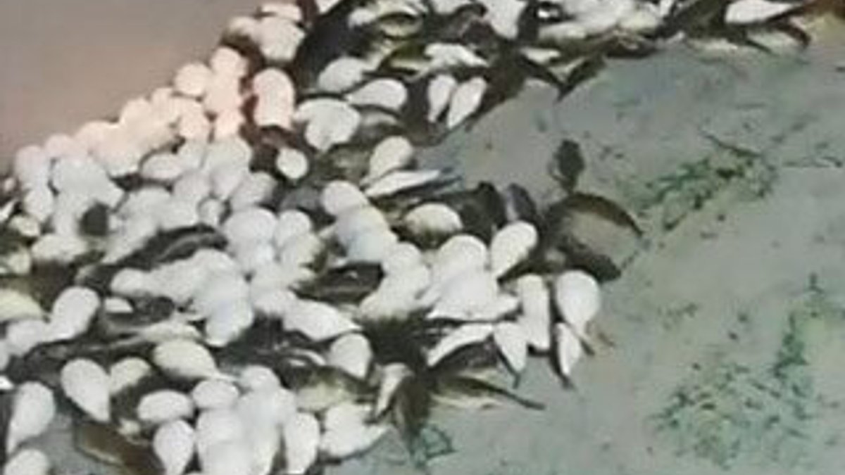 Antalya'da yüzlerce balon balığı ağlara takıldı