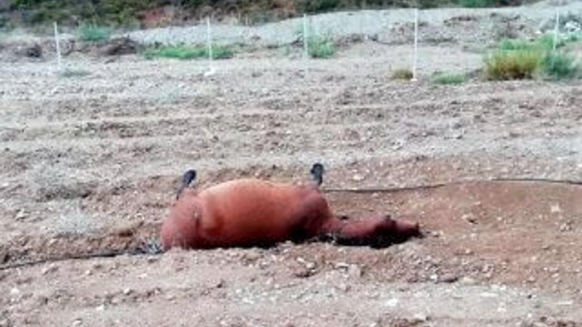 Muğla'da bir arazide vurulmuş 3 at bulundu