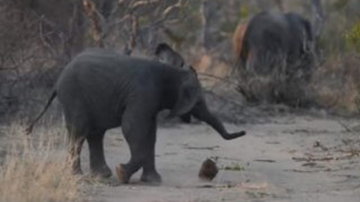 Yavru fil, dışkı parçasıyla adeta top oynadı