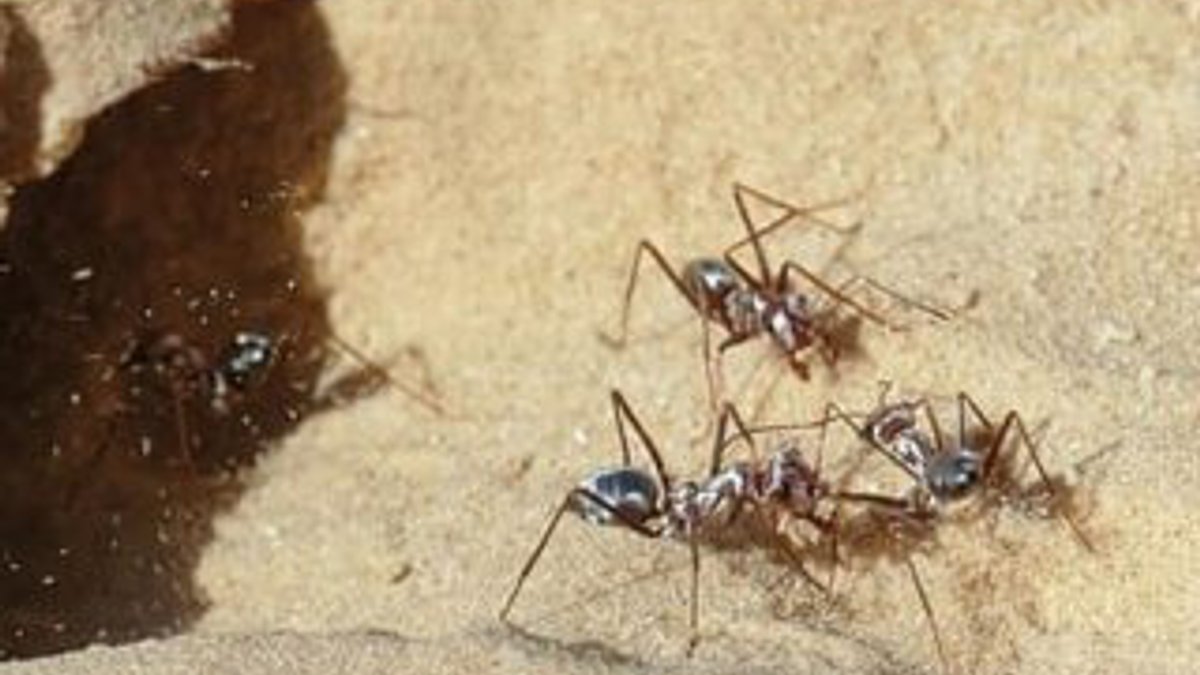 Dünyanın en hızlı karıncası belli oldu