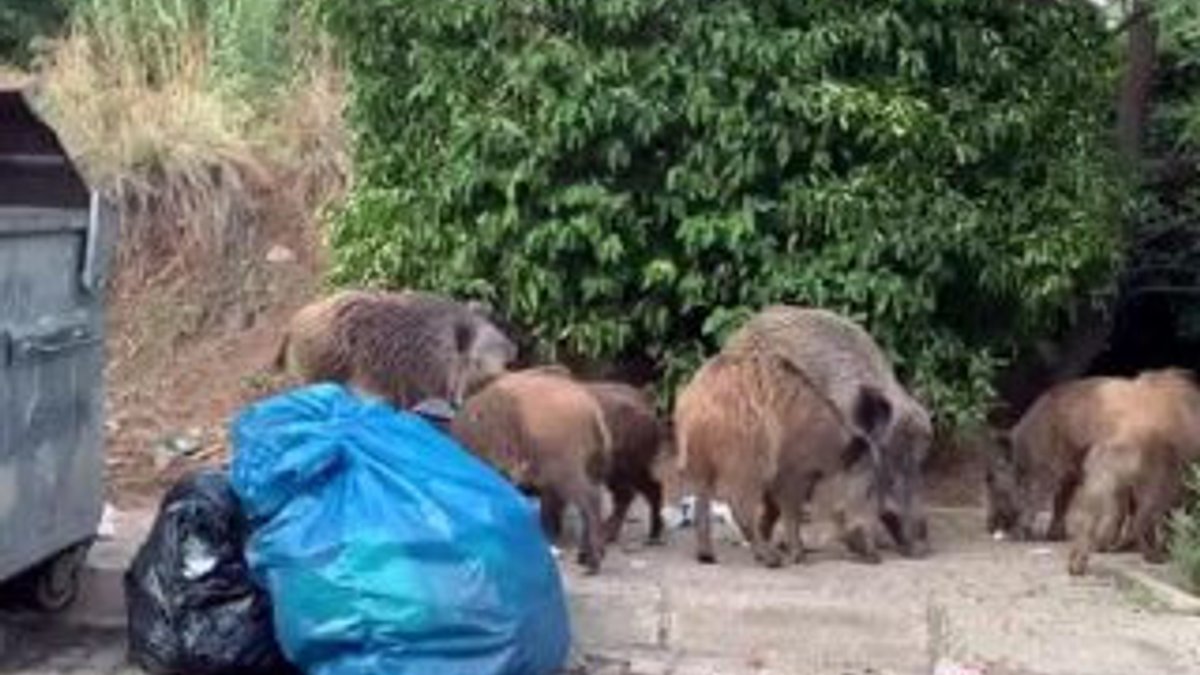 Marmaris'te domuz sürüsü ilçe merkezine indi