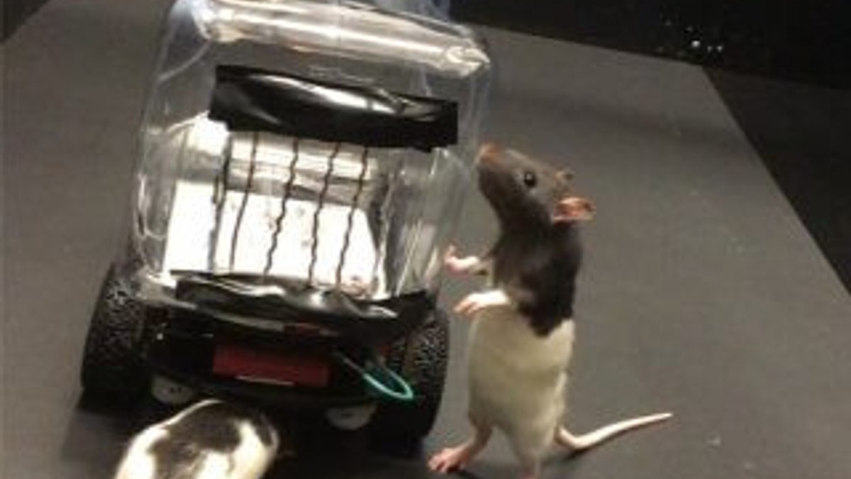 Bilim insanları, farelere araba sürmeyi öğretti