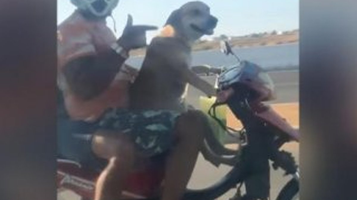Brezilya’da motosiklet süren köpek