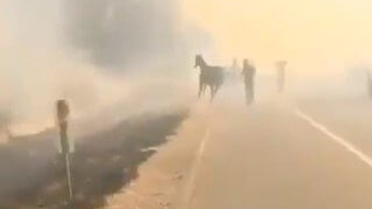 Yangın sırasında bir at ailesi için geri dönüyor