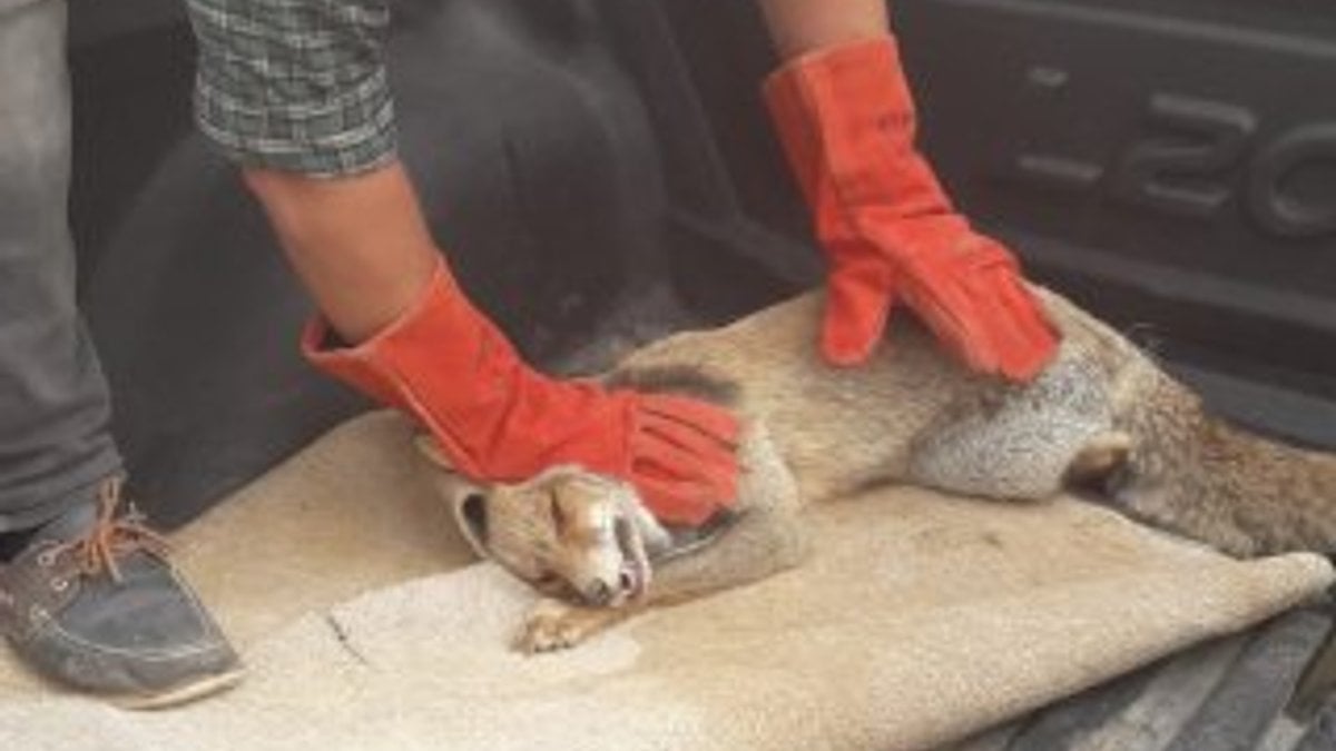 Gaziantep'te bulunan yaralı tilki tedavi ediliyor