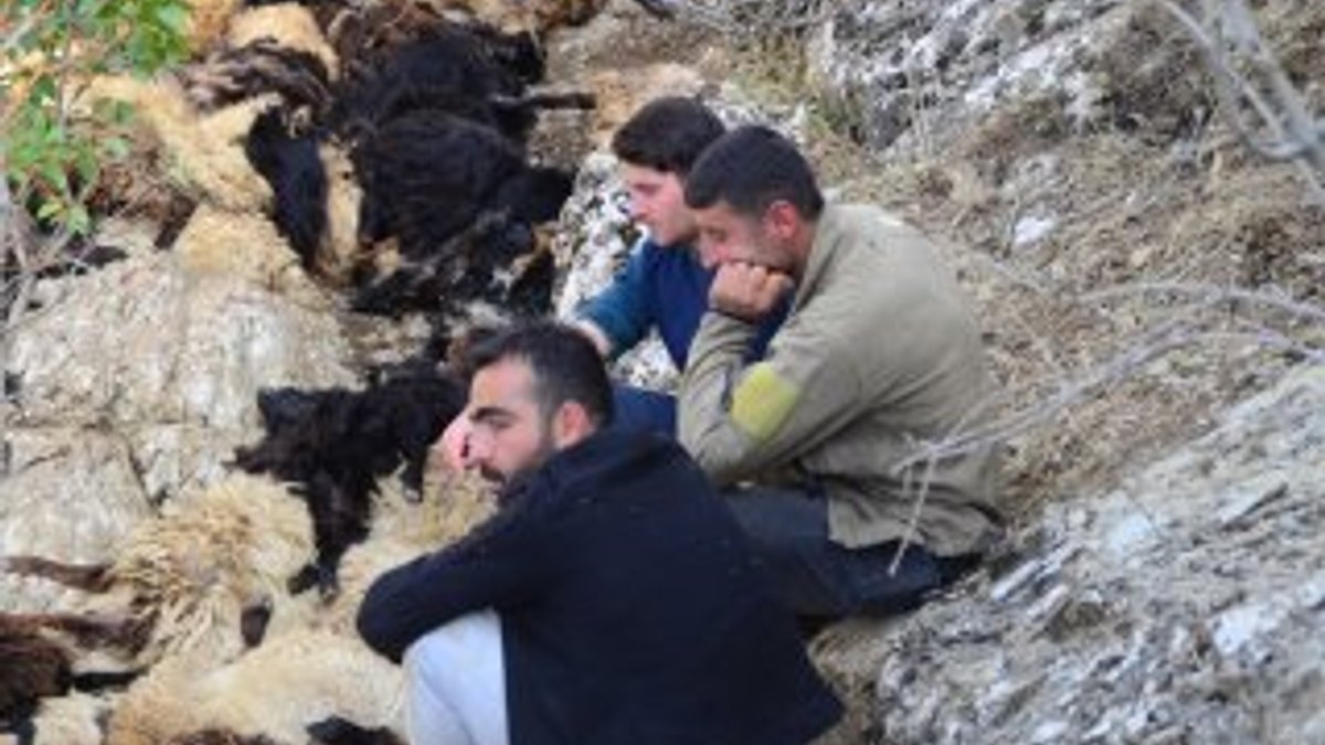 Bitlis'te 315 koyun uçurumdan düşüp telef oldu