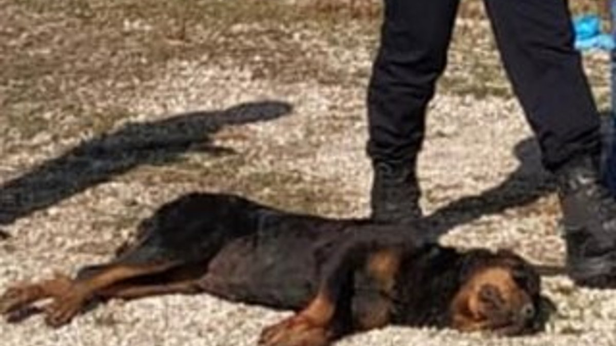 Burdur'da bahçesine giren sahipli köpeği vurdu