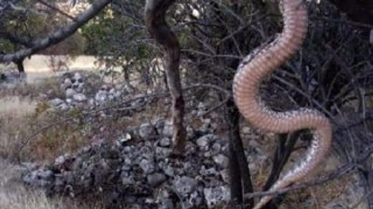 Elazığ'da 6 metrelik yılanı öldürüp ağaca astılar