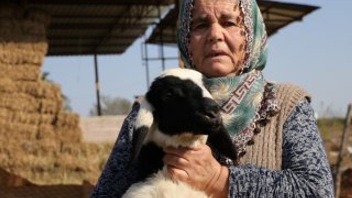 Adana'da 40 koyunu çalınan Ayşe Teyze hırsızlara yalvardı
