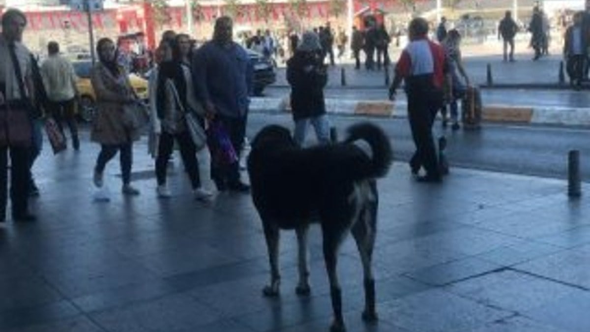 Taksim'deki sokak köpeği yoldan geçen kişiyi ısırdı
