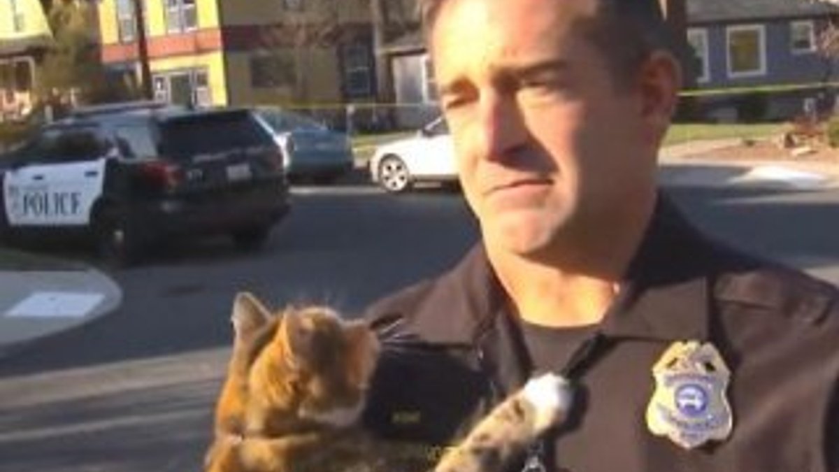 Polisin üzerine kedi atladı