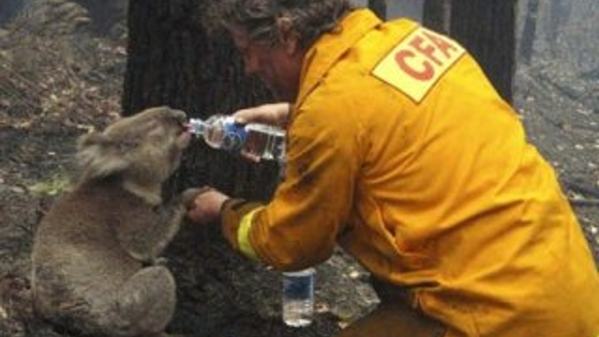 Avustralya'daki orman yangınlarında 350 koala öldü