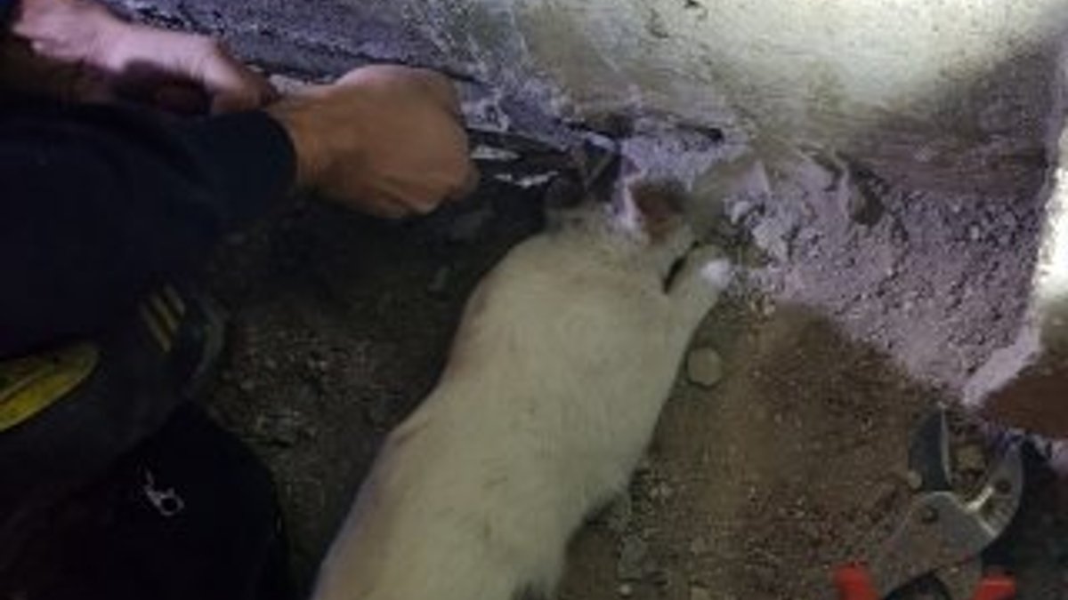 Su borusuna kafası sıkışan kediyi itfaiye kurtardı