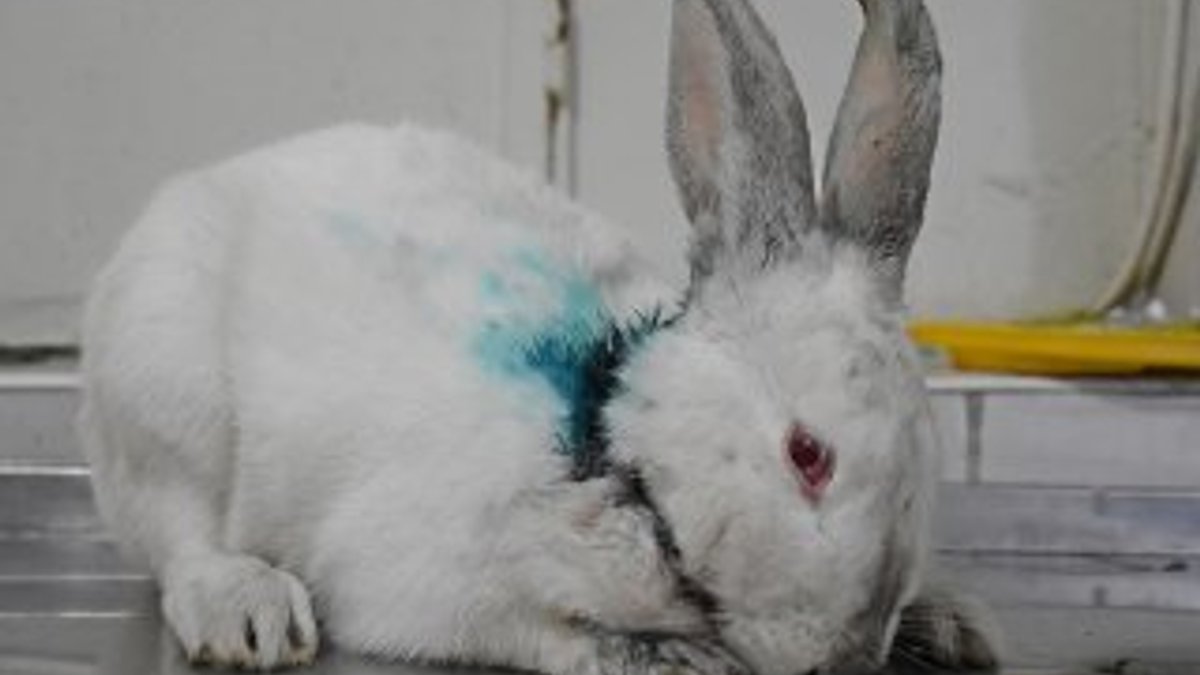 Manisa'da boynu kesik halde çöpte bulunan tavşan tedavi edilecek
