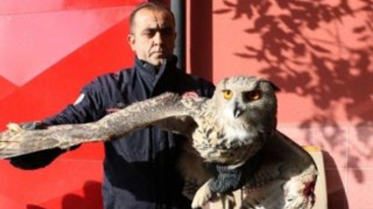 Sivas'ta dev baykuş eve gizlice girdi