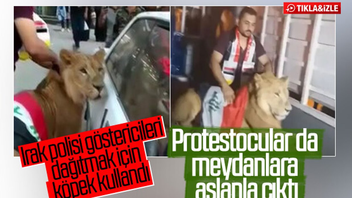 Iraklı protestocular köpeklere karşı aslanla meydan okudu