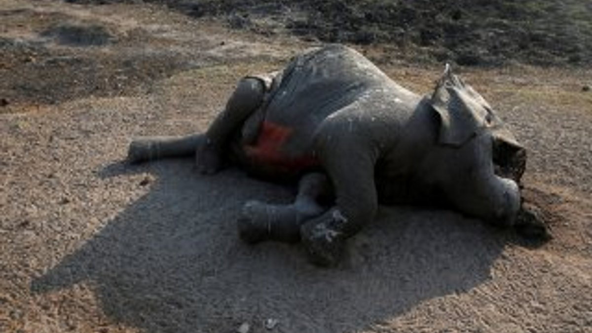 Zimbabve’de 200 fil, kuraklık yüzünden öldü