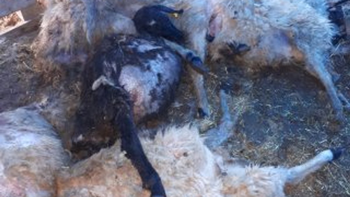 Tunceli'de kurt saldırısında 30 koyun telef oldu
