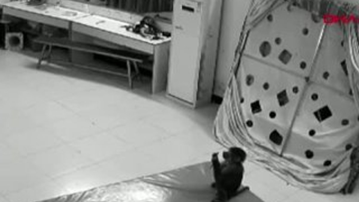 Çin'de maymun, bakıcısının telefonuyla alışveriş yaptı