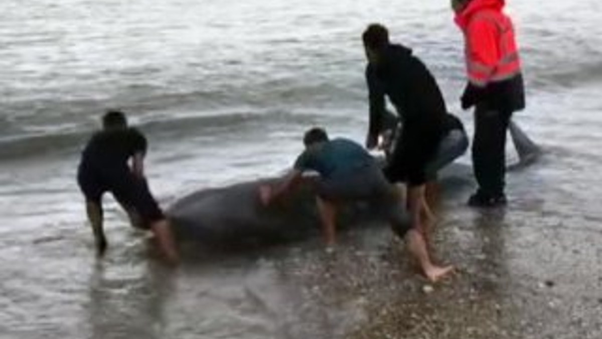 Antalya'da sahile vuran balina kurtarıldı