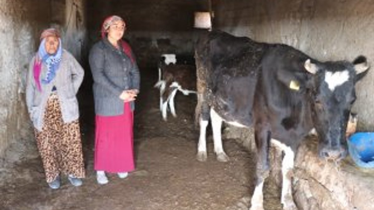 Aksaray'da yaşlı kadının ineklerini çaldılar