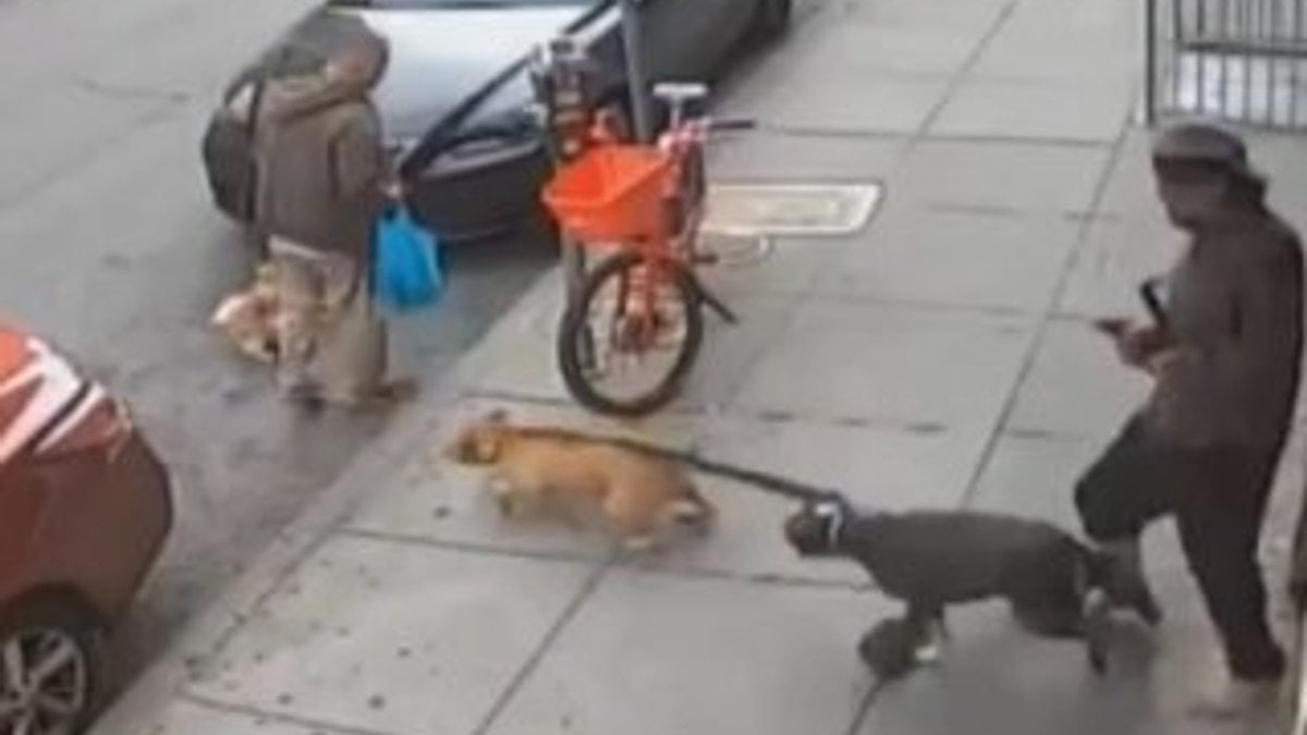 ABD'de iki pitbull küçük köpeğe saldırdı