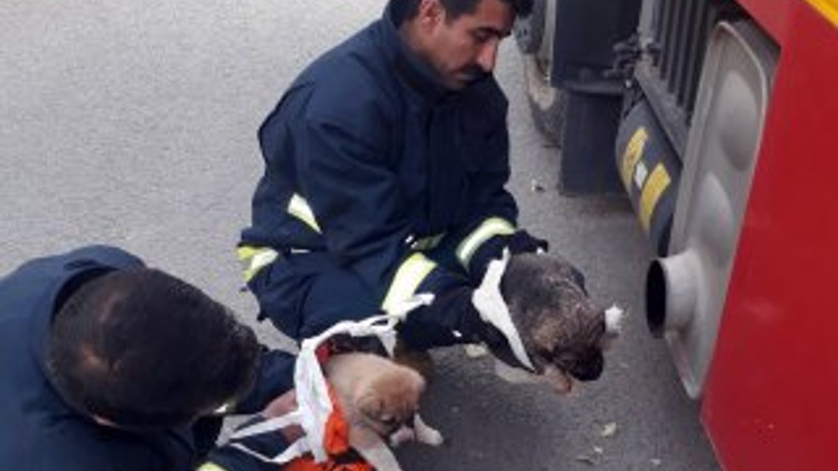 Van'da köpekleri kurtararak araç egzozuyla ısıttılar
