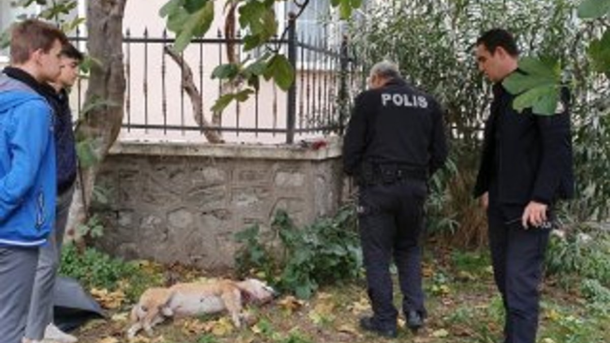 Bursa'da lise bahçesinde boğazı kesilmiş köpek bulundu