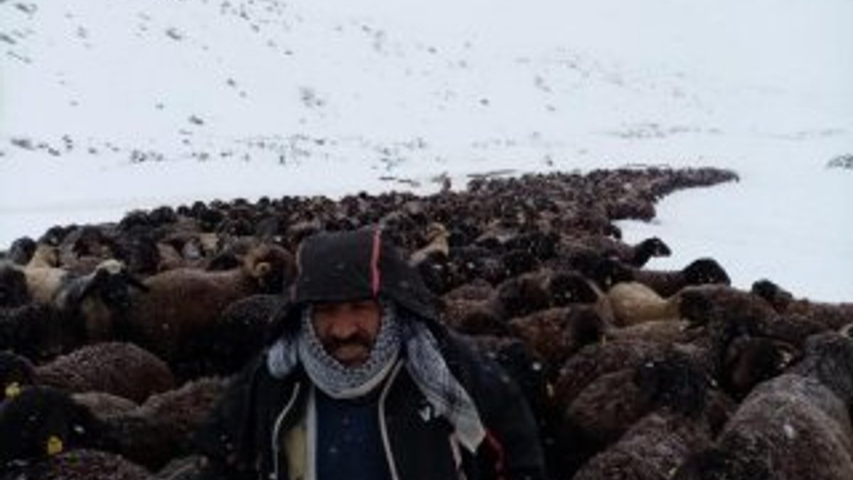 Bingöl'de yaylada mahsur kalan 2 bin 500 koyun kurtarıldı