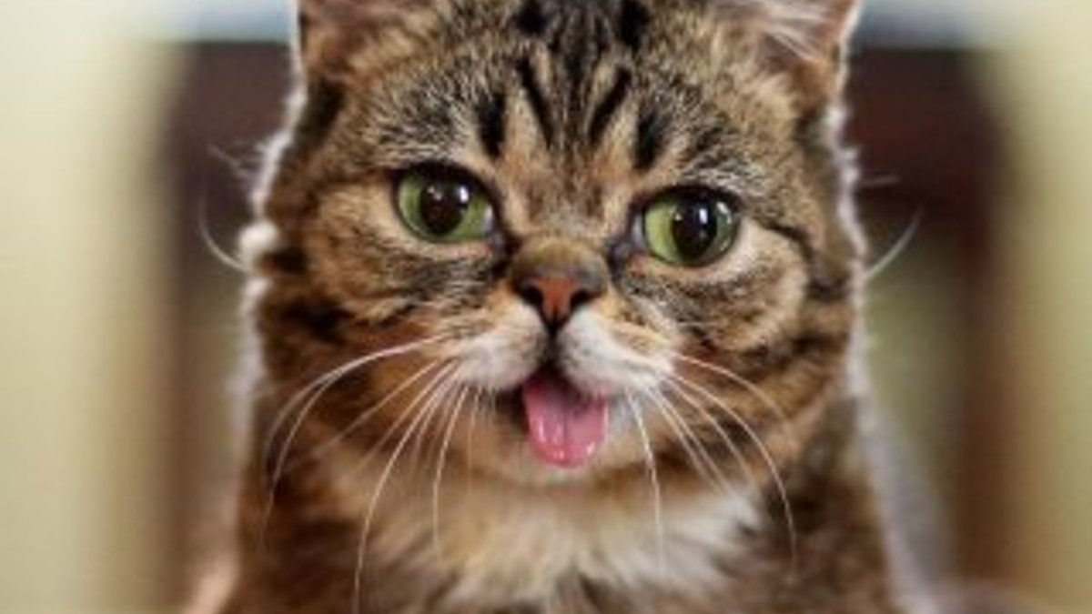 İnternet fenomeni kedi Lil Bub öldü