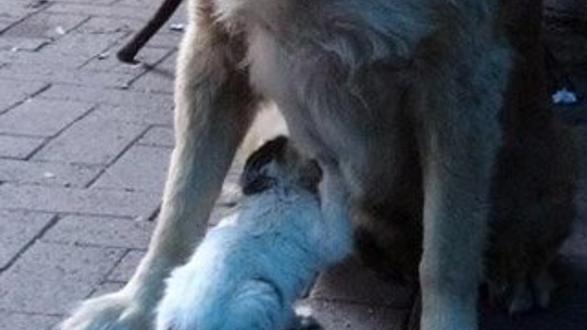 Annesinin dışladığı yavru kediyi köpek sahiplendi