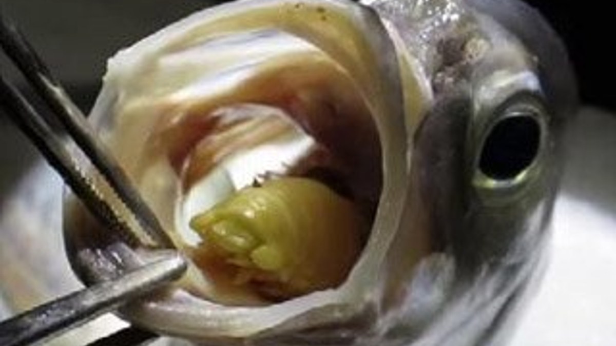 Balığın dilindeki parazitleri ilk kez görenler şaşırıyor