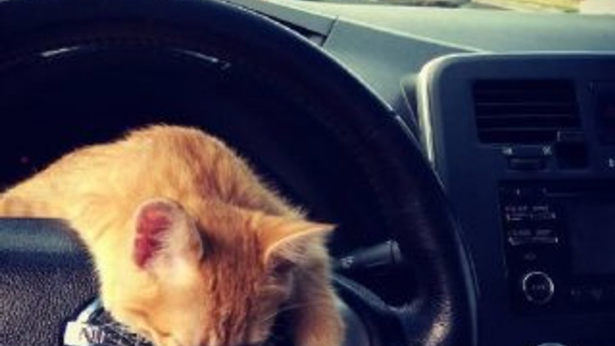 Ukrayna’da taksinin muavini kedi