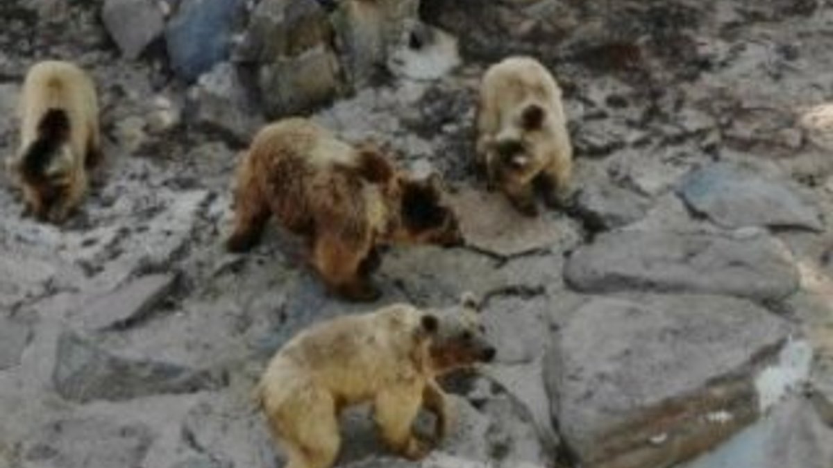 Gaziantep’te kış uykusunu unutan ayılar