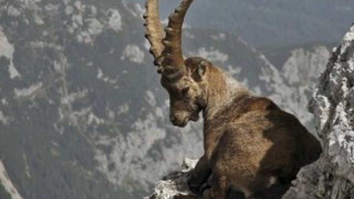 Dağ keçilerine fotokapanlı koruma