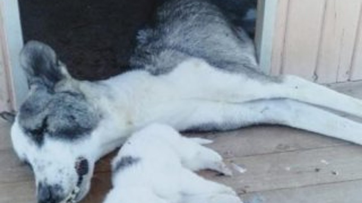 Antalya'da barınakta birçok köpek ölü halde bulundu