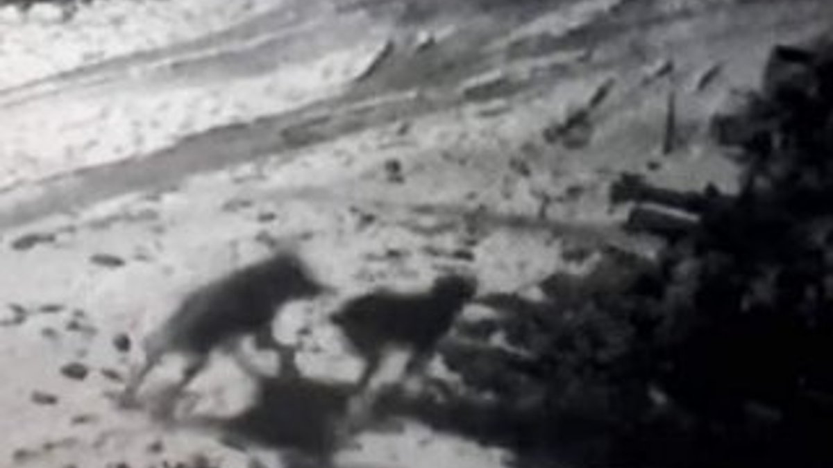 Sivas'ta aç kurtlar köye inerek köpeğe saldırdı