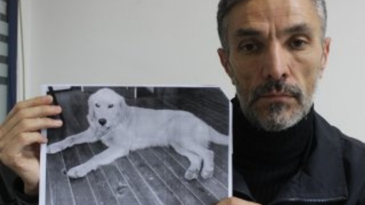 Dedektif gibi iz sürüp kaybolan köpeğini Amerika'da buldu