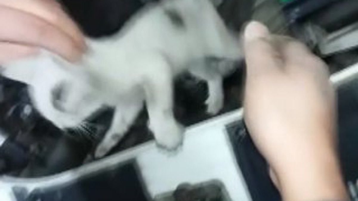 Bartın'da otomobil motoruna giren yavru kedi kurtarıldı