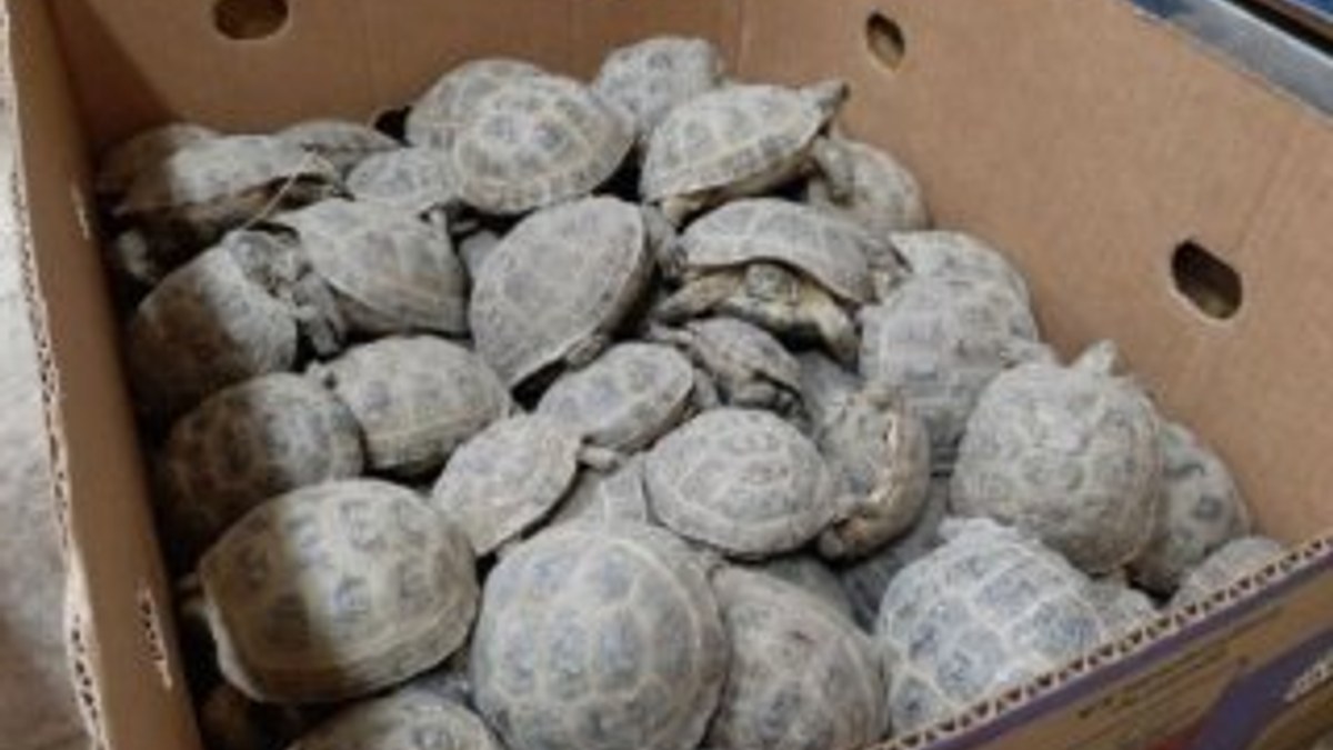 Rusya’ya kaçırılan 3 bin adet kaplumbağaya el konuldu