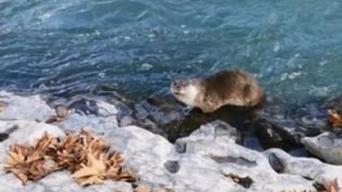 Hakkari'de su samuru görüldü