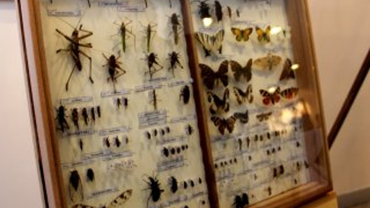 2 bin 500 adet böcek Erzurum’da sergileniyor