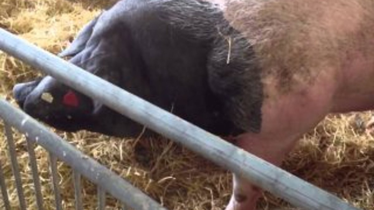 Almanya’da domuzların hadım edilmesi tartışılıyor