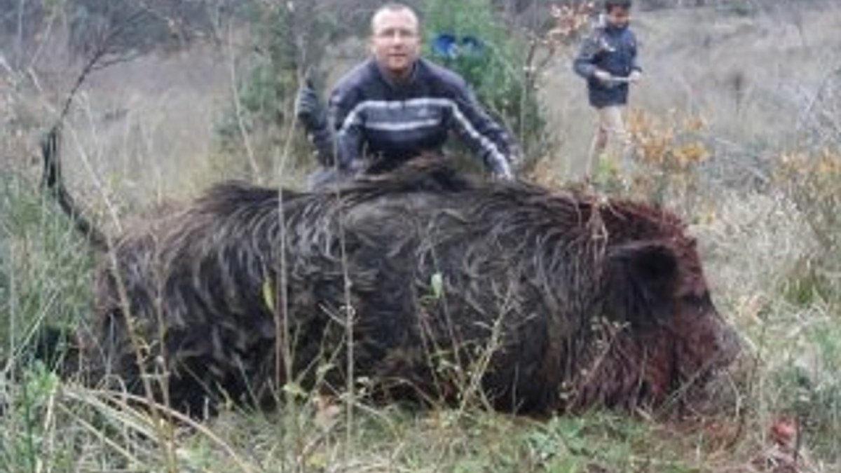 Bursa'da 300 kilo ağırlığında domuz avladılar