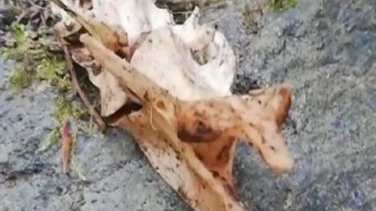 Trabzon'da iki ayaklı hayvan iskeleti bulundu